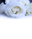 A bouquet of white roses on a white background. A delicate festive composition for a wedding, birthday, holiday. Royalty Free Stock Photo