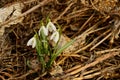 Bouquet of white snowdrops in dry grass outdoors Royalty Free Stock Photo
