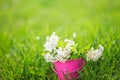 A bouquet of white spring flowers in bucket, beautiful spring background