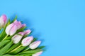 Bouquet of white tulip spring flowers with pink tips in corner of blue background with blank copy space Royalty Free Stock Photo