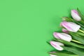 Bouquet of white tulip spring flowers with pink tips in corner of green background with blank copy space Royalty Free Stock Photo