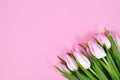Bouquet of white tulip spring flowers with pink tips in corner of pink background with blank copy space Royalty Free Stock Photo