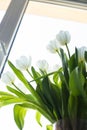 Bouquet of white tulips against the background of a window.