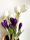 a bouquet of white tulips and blue crocuses. Royalty Free Stock Photo