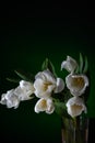 Bouquet of white tulips on a dark background3 Royalty Free Stock Photo