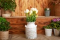 Bouquet White tulips flowers in a basket. interior of spring yard. Rustic terrace. Closeup of flower pots with plants. young plant Royalty Free Stock Photo