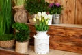 Bouquet White tulips flowers in a basket. interior of spring yard. Rustic terrace. Closeup of flower pots with plants. young plant Royalty Free Stock Photo