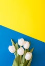 Bouquet of white tulips flowers on a mixture of yellow and blue background. Royalty Free Stock Photo