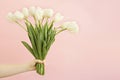 bouquet of white tulips in hand flowers on a pink background Royalty Free Stock Photo