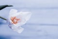 Bouquet of white tulips on a silk golden nude satin background, lavender photo processing.