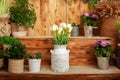 Bouquet of white tulips in a vase. decor of spring yard. Village terrace. Closeup of flower pots with plants on terrace. Spring de