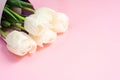 Bouquet of white tulips wrappen in pink paper. Minimal nature flat lay. Greeting card for Mother`s Day and March 8th. Tender Royalty Free Stock Photo