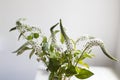 bouquet of white veronica with white bells in a tall narrow vase on a grey table on the white background