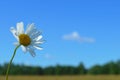 A bouquet white wild camomiles against the background of the blue sky. Royalty Free Stock Photo