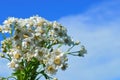 A bouquet white wild camomiles against the background of the blue sky. Royalty Free Stock Photo