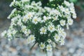 White wild delicate flowers in a vase