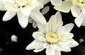 Bouquet of white and yellow chrysanthemum flowers. Flowers background. Close up Royalty Free Stock Photo