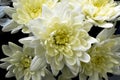 Bouquet of white and yellow chrysanthemum flowers. Flowers background. Close up Royalty Free Stock Photo