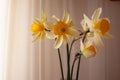 bouquet of white yellow daffodil flower narcissus on a delicate beige background from silk drapery, classic style floral