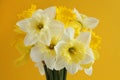 Bouquet of white and yellow daffodils on a yellow background. Royalty Free Stock Photo