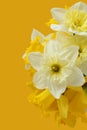 Bouquet of white and yellow daffodils on a yellow background. Royalty Free Stock Photo
