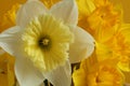 Bouquet of white and yellow daffodils on a yellow background. Closeup Royalty Free Stock Photo