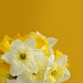 Bouquet of white and yellow daffodils on a yellow background. Closeup Royalty Free Stock Photo