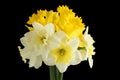 Bouquet of white and yellow daffodils on a black background. Closeup Royalty Free Stock Photo