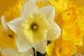 Bouquet of white and yellow daffodils on a yellow background. Closeup Royalty Free Stock Photo