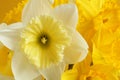 Bouquet of white and yellow daffodils on a yellow background. Closeup Royalty Free Stock Photo