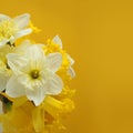 Bouquet of white and yellow daffodils on a yellow background. Closeup Royalty Free Stock Photo