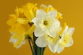 Bouquet of white and yellow daffodils on a yellow background. Closeup Royalty Free Stock Photo