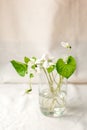 Bouquet of whitebells flower in a glass vase. Snowdrop violet still life. Floral decoration. Spring and summer time minimal close