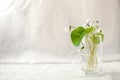 Bouquet of whitebells flower in a glass vase. Snowdrop violet still life. Floral decoration. Spring and summer time minimal close