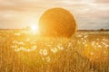 A bouquet of wild daisies on the background of a rural landscape with hay bales on a mowed field on a sunny autumn day Royalty Free Stock Photo