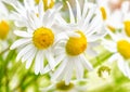 Bouquet of wild daisies Royalty Free Stock Photo