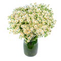 Bouquet of wild daisies in a glass vase. Royalty Free Stock Photo