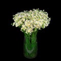 Bouquet of wild daisies in a glass vase. Royalty Free Stock Photo