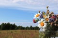 A bouquet of wild flowers (chamomile, clover, sheep`s bit scabious, perforate St John`s-wort) Royalty Free Stock Photo