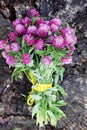 Bouquet of wild flowers clover, top view