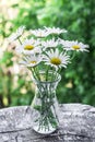 Bouquet of wild flowers of daisies in a glass bottle on the window. Nature beauty concept Royalty Free Stock Photo