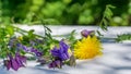 Bouquet of wild flowers dandelions yellow aquilegia purple on a wooden white table Royalty Free Stock Photo