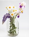 Bouquet of wild flowers in a glass vase on a white background Royalty Free Stock Photo