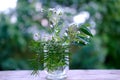 bouquet of wild flowers on old wooden table in garden, beautiful blurred natural landscape in background with green foliage and Royalty Free Stock Photo