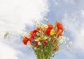 bouquet of wild flowers poppies daisies on the sky background