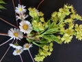 Still life from various wild flow ,A bouquet of wild flowers yellow, white, purple, blue on a gray-black background spring flowers Royalty Free Stock Photo