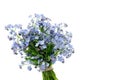 Bouquet of wild forget me not flowers. Bunch of blossom forget-me-not, myosotis flowers on white