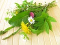 Bouquet of wild herbs