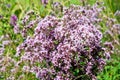 Bouquet of wild marjoram Royalty Free Stock Photo