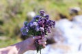 Bouquet of wild mountain herbs thyme and oregano. Hand with a bouquet on a natural background Royalty Free Stock Photo
